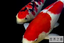 世界十大名贵锦鲤品种，浅黄锦鲤上榜，第一是入门品种