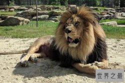 盘点世界狮子的种类 刚果狮上榜,第一已灭绝