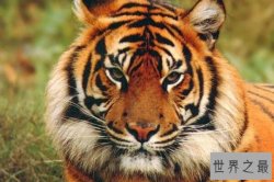 世界老虎种类大全 马来虎上榜,第一是“丛林之王”