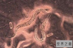 生活在地下的八大动物，蚂蚁上榜，第一种在金矿深处被发现