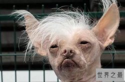 十大最难看的犬种 比特犬上榜,第一被称为“杀马特”