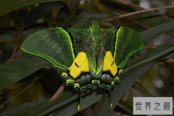 世界最珍贵的十大蝴蝶，皇蛾阴阳蝶上榜，第一是中国特有珍品