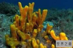 世界最能潜水的十大动物排名，海胆上榜，第六的分泌物是龙涎香