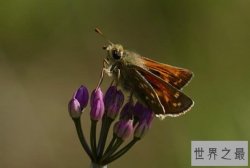 中国最常见的十大蝴蝶种类，眼蝶科上榜，第三是蝴蝶第二大分类