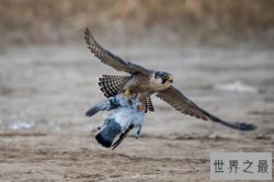 飞行速度最快的十大鸟类，军舰鸟上榜，第一是阿拉伯国鸟