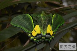 世界十大最出名的蝴蝶，光明女神闪蝶上榜，第一被誉为蝶之骄子