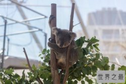 世界最能睡的十大动物，巨型犰狳上榜，第一是世界最可爱的物种之一