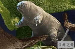 世界十大耐寒能力最强的动物，驯鹿上榜，第一体型最小