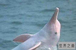 中国特有的十大珍稀濒危动物，白唇鹿上榜，第一被誉为水中大熊猫