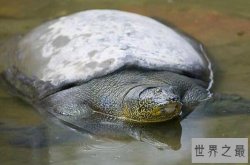 世界寿命最长的十大龟类，辐射龟上榜，第一被称为“水中大熊猫”