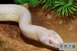 中国十大宠物蛇品种，球蟒上榜，第七最长可达7米