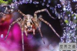 世界毒性最强的十大剧毒蜘蛛，黑寡妇仅排第四，第一种蜘蛛毒性最强