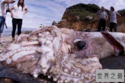 海洋中最神秘的十大生物，海蜘蛛上榜，第二是世界上第二耐热的生物