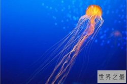 海洋中最毒的十大动物，蓝环章鱼上榜，第五被誉为“菜肴之冠”