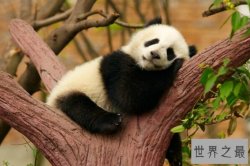 世界十大顶级国宝动物 中国大熊猫第一，日本朱鹮上榜