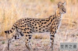 中国十大禁养猫 荒漠猫上榜，第二是体型最小的猫之一