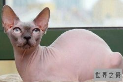 十大最丑的猫 加拿大无毛猫第一，暹罗猫上榜