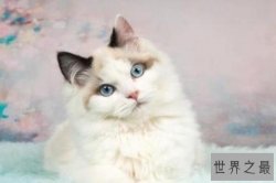 十大颜值最高的猫 加菲猫上榜，第五被称为“猫中贵族”