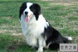 十大智商最高的狗排名 贵宾犬上榜，第七原产于加拿大