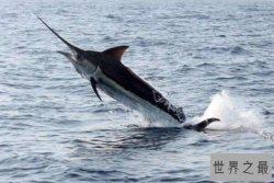 世界十大游速最快的鱼，印度枪鱼上榜，金枪鱼上榜两种