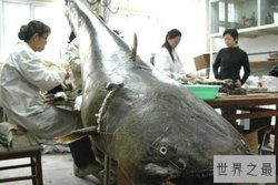 世界十大攻击力最强的淡水鱼，白鲟上榜，第三被称为“水中清道夫”