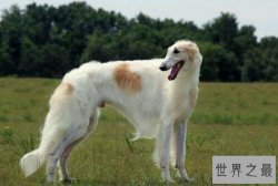 世界十大最好的狩猎犬 法老王猎犬上榜，第三也可作为伴侣犬