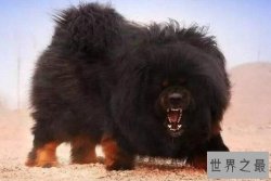 世界凶悍名犬排行榜 杜高犬上榜，第一原产于中国