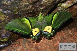 世界八大名贵蝴蝶 非洲长翅凤蝶上榜，第一是我国特有种