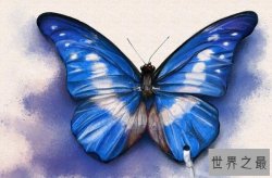 世界上最美的蝴蝶排名 蓝闪蝶上榜，第六形似枯叶