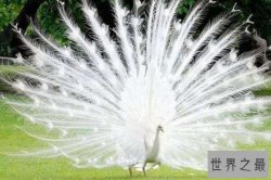 自然界十大颜值最高的动物 白孔雀第一，火烈鸟上榜