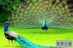 世界上最美的鸟前十名 丹顶鹤上榜，第三主要分布在非洲地区