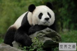 世界上最萌的动物前十名 羊驼上榜，第二是澳大利亚国宝