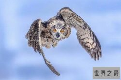 世界十大最凶猛鸟类，游隼上榜，第四是最大最强健的靴足雕之一