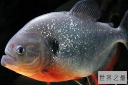 食人鱼十大常见种类，红腹食人鱼上榜，第四是销路最好的食人鱼种类