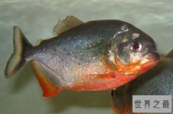 世界十大常见食人鱼 黑色食人鱼上榜，第十极具观赏价值