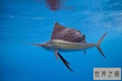 世界十大游泳最快的鱼类 北梭鱼上榜，第一最高时速190公里
