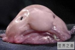 世界十大最丑陋的鱼类 水滴鱼第一，亚洲羊头鱼上榜