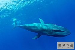 全球最大的十种海洋动物 大王乌贼上榜，第一体长达33米