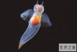 全球十大最美海洋动物 气泡珊瑚上榜，第一被称为“冰海精灵”