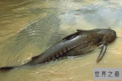 世界十大最凶猛的淡水鱼 非洲虎鱼上榜，第五有“水中高压线”之称