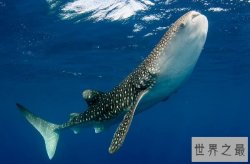 世界上最大的十种鱼类 鲸鲨第一，第七有“长江鱼王”之称