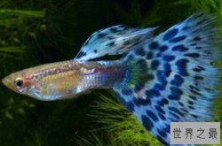 世界十大最漂亮的观赏鱼 孔雀鱼第一，七彩神仙鱼上榜