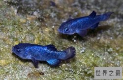 世界十大最珍稀的鱼类 大白鲨上榜，第二被称为“亚洲美人鱼”