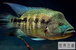 世界十大最凶猛的观赏鱼 电鳗上榜，第六有“魔鬼”的名号