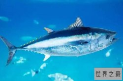 世界十大最贵的海鱼 黄唇鱼上榜,第一是濒危物种