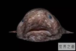 世界十大最丑陋的鱼 蝙蝠鱼上榜,第八有剧毒