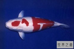 世界最贵的观赏鱼前十名：血红龙上榜，第一卖到2000万