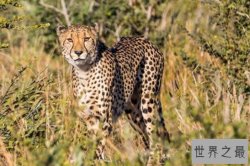 世界十大速度最快的动物，羚羊上榜多种，第六是南非的国兽