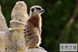 盘点蛇类的十大天敌，食蛇蛙上榜，第二被称为平头哥