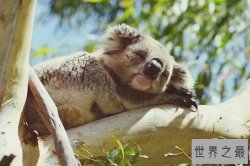 世界十大最懒动物排行榜：树袋熊第一，第十是国宝大熊猫